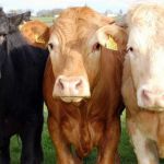Информация о заключении муниципального контракта  на оказание  услуг по искусственному осеменению коров и телок в ЛПХ Молчановского района