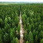 Таёжные леса - визитная карточка Томской области