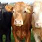 Информация для граждан, ведущих личное подсобное хозяйство, о приеме документов для предоставления субсидий на содержание 3-х и более голов коров молочного направления