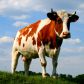 Информация для граждан об искусственном осеменении коров и телок